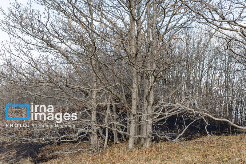 عکس / سوز و گداز دیزمار 6