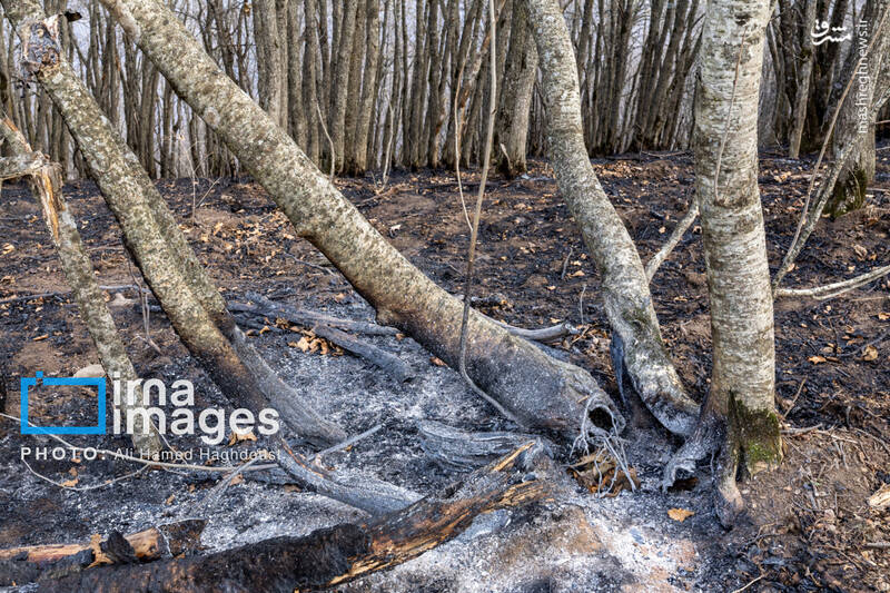 عکس / سوز و گداز دیزمار 5