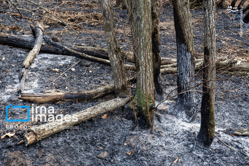 عکس / سوز و گداز دیزمار 4