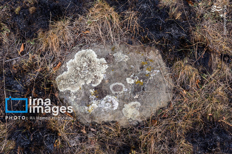 عکس / سوز و گداز دیزمار 3