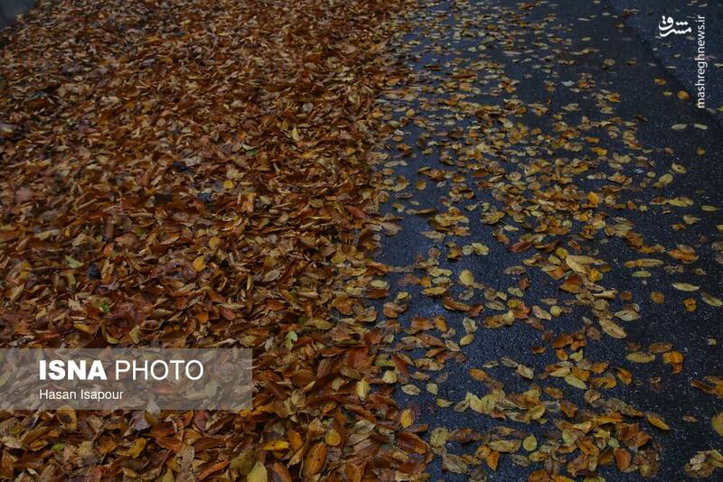 عکس / بازگشت باران به سوادکوه 17