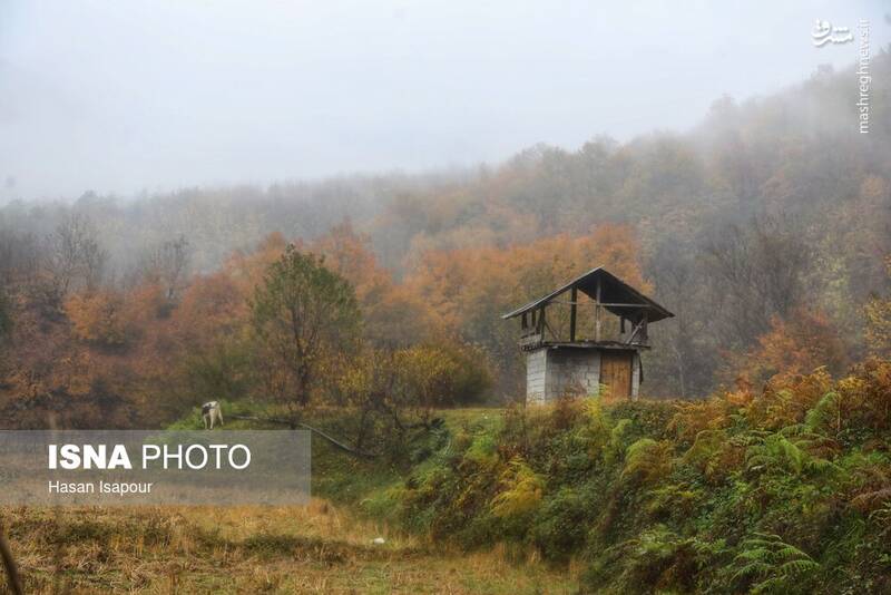 عکس / بازگشت باران به سوادکوه 12