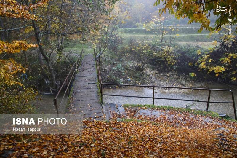 عکس / بازگشت باران به سوادکوه 11