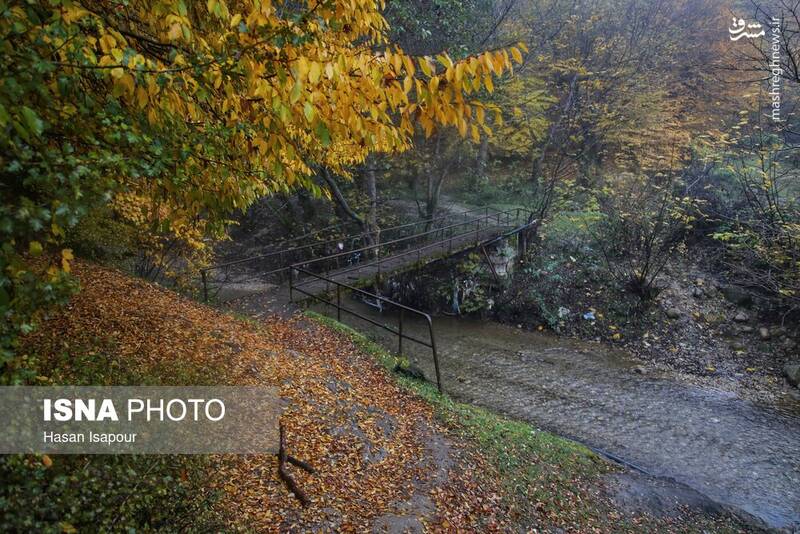 عکس / بازگشت باران به سوادکوه 8