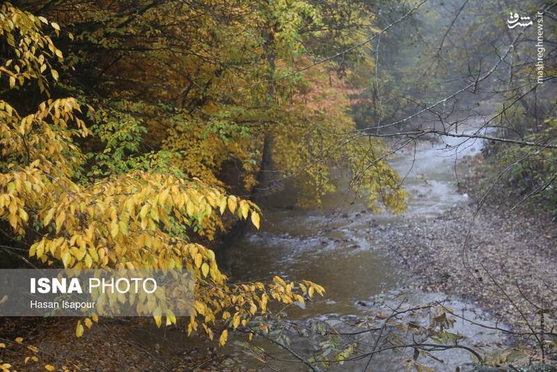 عکس / بازگشت باران به سوادکوه 5