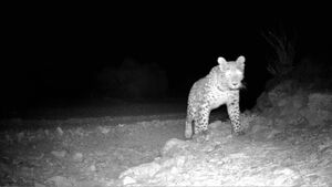 مشاهده ۴ پلنگ ایرانی در سوادکوه