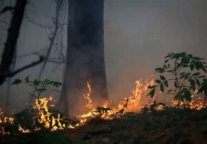 جنگل‌ها زیر فشار کم‌آبی و سوء‌مدیریت