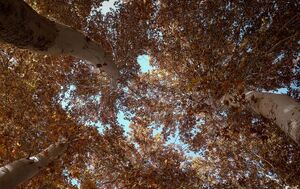 چنارهای سرخ‌پوش پهلوان‌پور