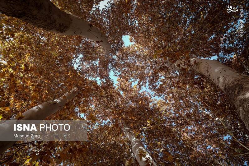 عکس / چنارهای سرخ‌پوش پهلوان‌پور 15