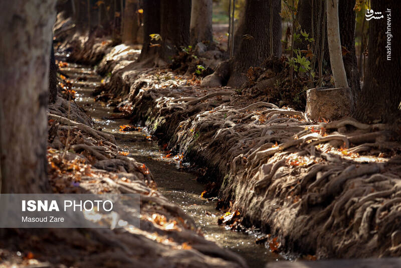 عکس / چنارهای سرخ‌پوش پهلوان‌پور 14