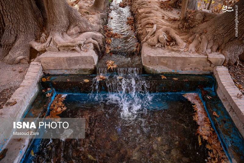 عکس / چنارهای سرخ‌پوش پهلوان‌پور 12