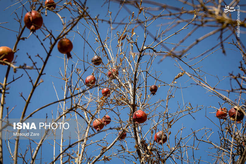 عکس / چنارهای سرخ‌پوش پهلوان‌پور 11