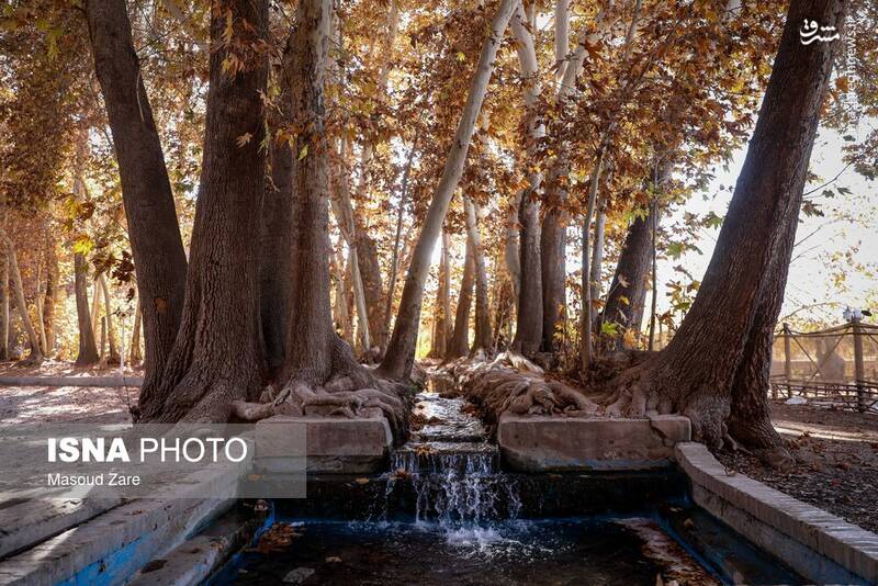 عکس / چنارهای سرخ‌پوش پهلوان‌پور 10