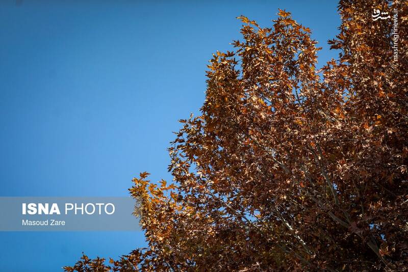 عکس / چنارهای سرخ‌پوش پهلوان‌پور 8