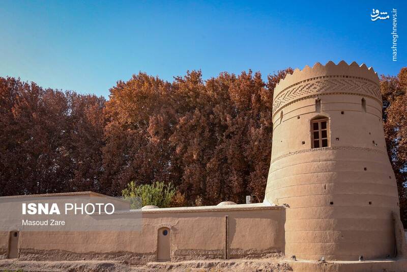 عکس / چنارهای سرخ‌پوش پهلوان‌پور 7