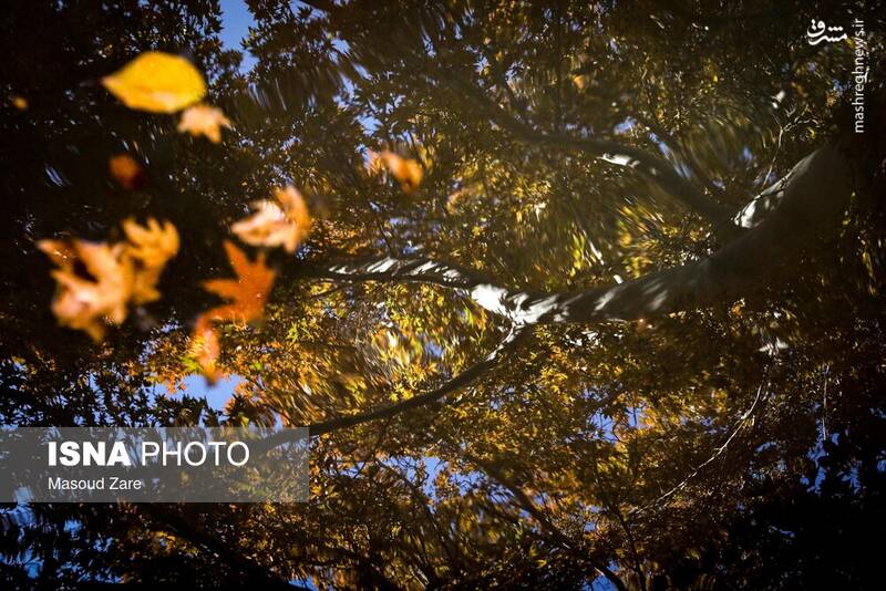 عکس / چنارهای سرخ‌پوش پهلوان‌پور 6