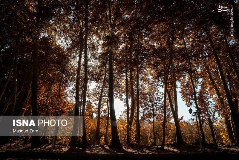 عکس / چنارهای سرخ‌پوش پهلوان‌پور 4