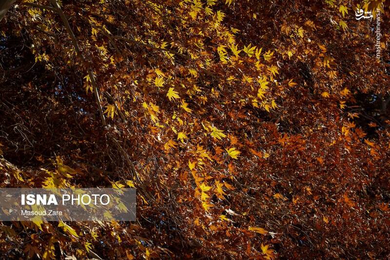 عکس / چنارهای سرخ‌پوش پهلوان‌پور 3