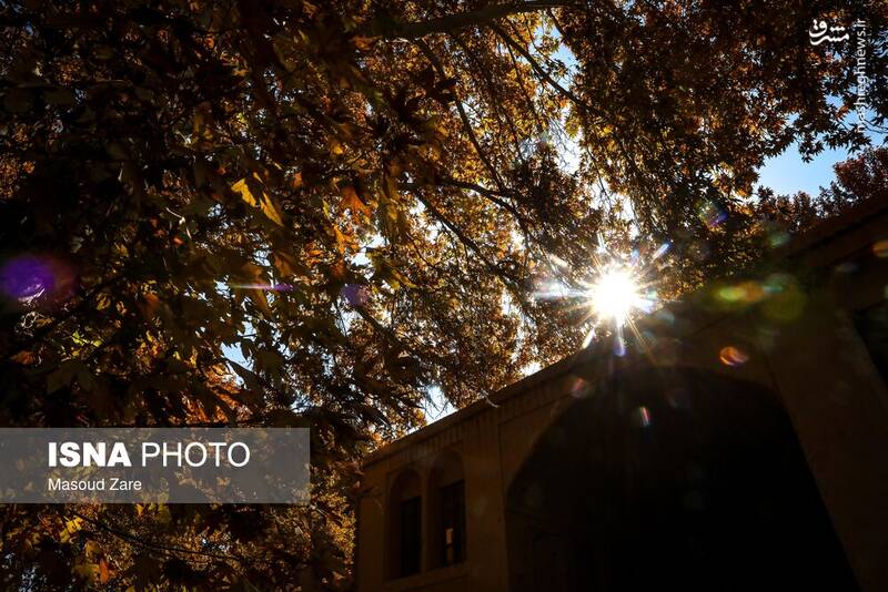 عکس / چنارهای سرخ‌پوش پهلوان‌پور 2