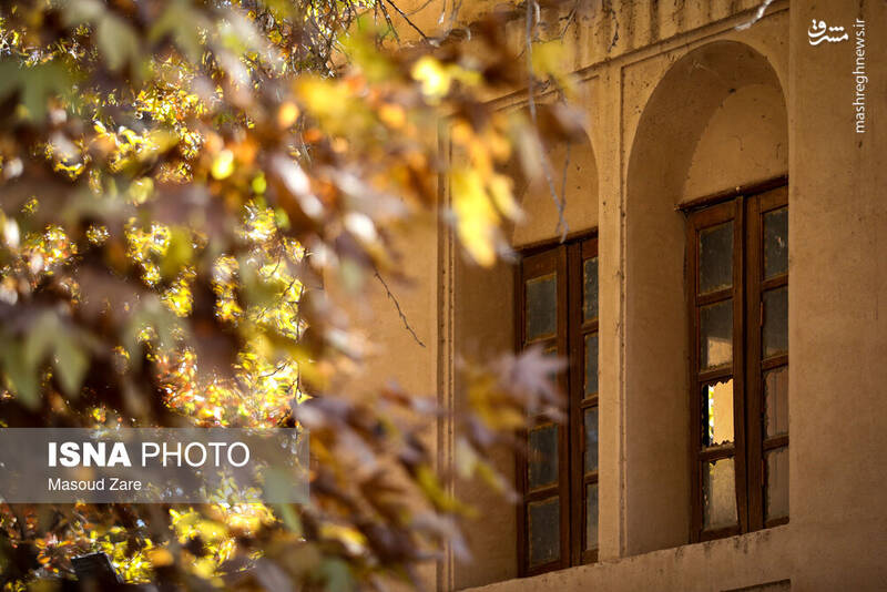 عکس / چنارهای سرخ‌پوش پهلوان‌پور