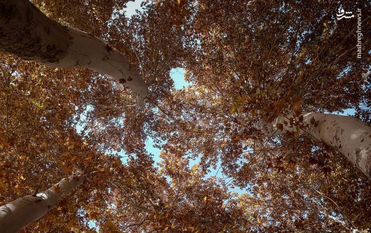 عکس/ چنارهای سرخ‌پوش پهلوان‌پور