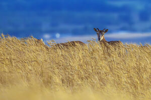 سلاطین صخره‌ها در ایران