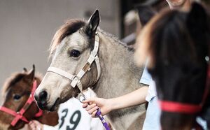 جشنواره زیبایی اسب کاسپین در انزلی