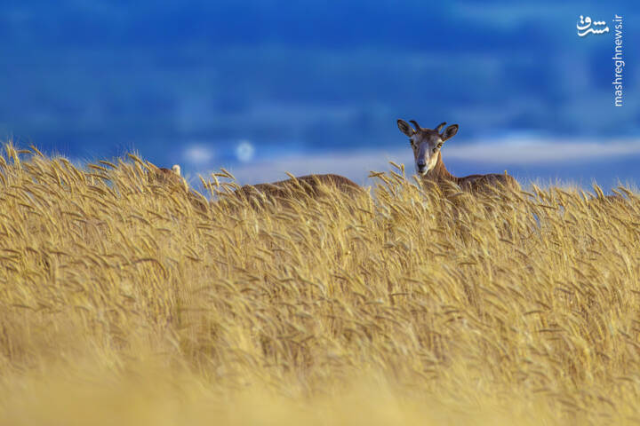 عکس/ سلاطین صخرهها در ایران