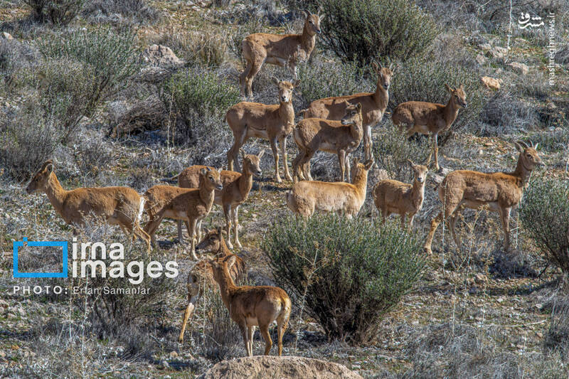 عکس / سلاطین صخره‌ها در ایران
