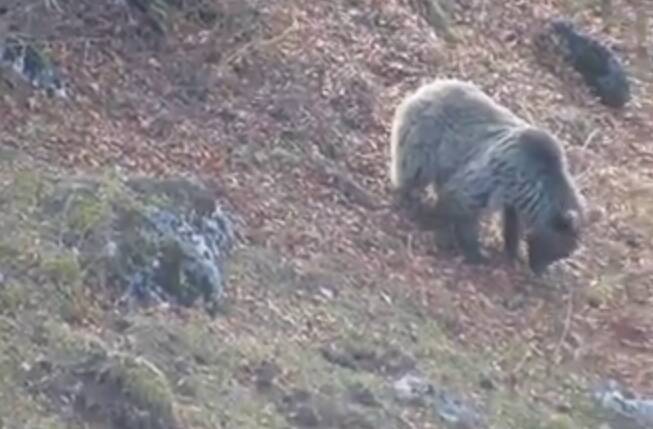 فیلم/ خرس قهوه‌ای مازندران آماده خواب زمستانی می‌شود