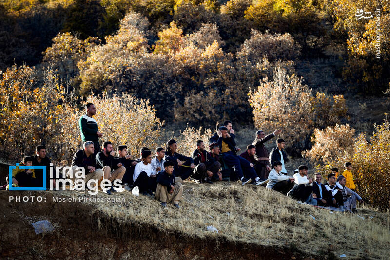 عکس / فوتبال زیر سایه درختان بلوط 8