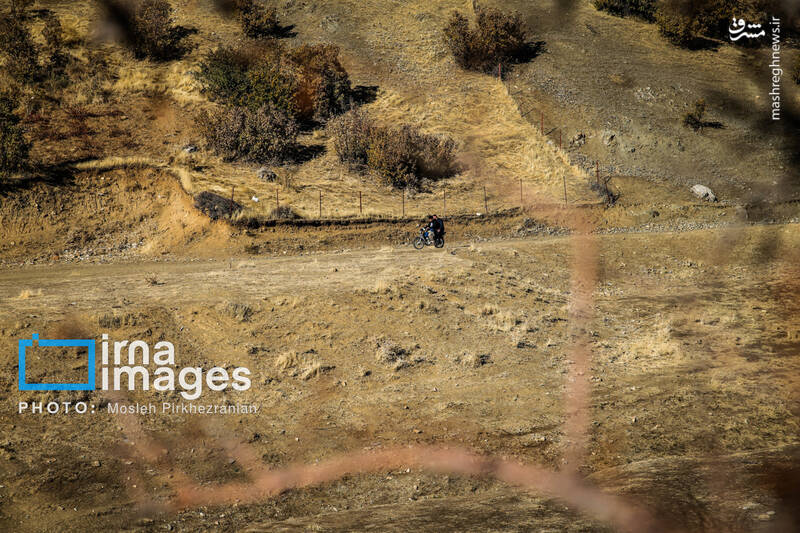 عکس / فوتبال زیر سایه درختان بلوط 2