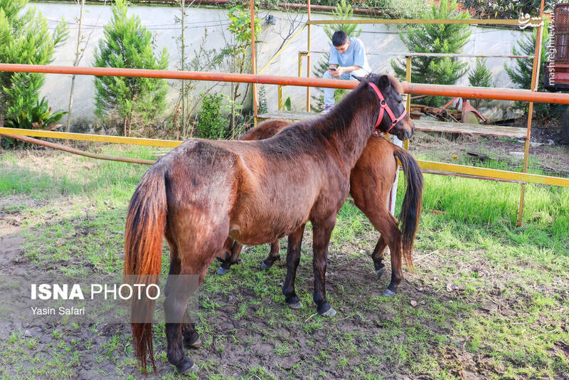 عکس / جشنواره زیبایی اسب کاسپین در انزلی