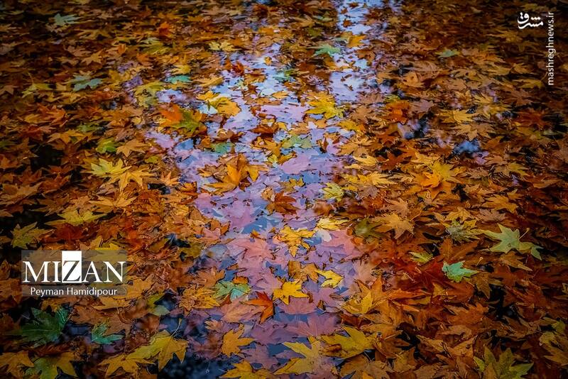 عکس / طبیعت پاییزی در پارک بابا امان بجنورد 18