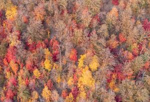 آخرین قدم‌های پاییز