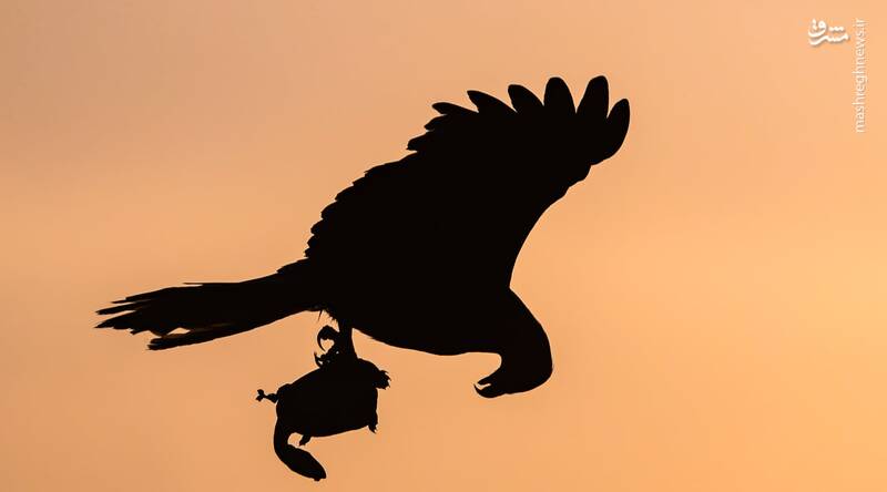 برترین عکس‌های مسابقه زندگی پرندگان استرالیا ۲۰۲۵