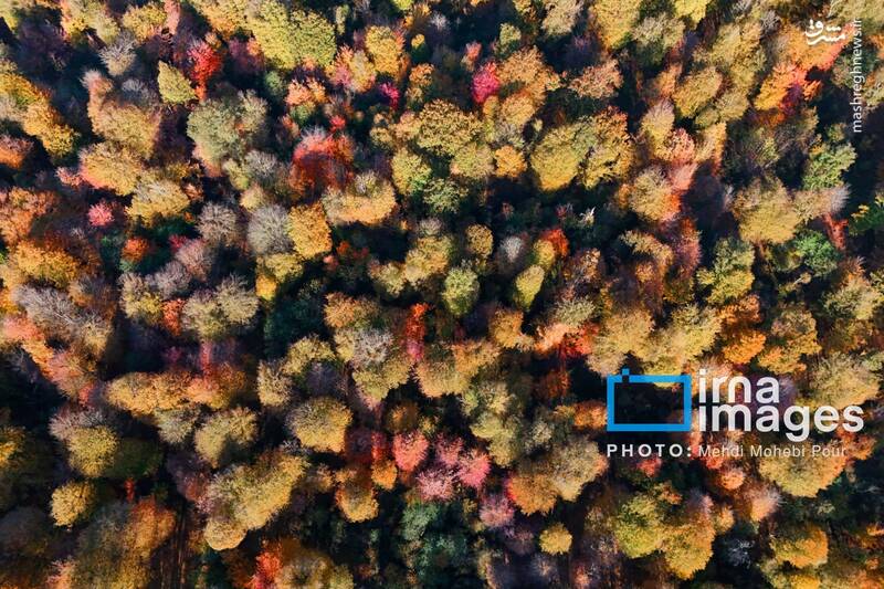 عکس / آخرین قدم‌های پاییز 38