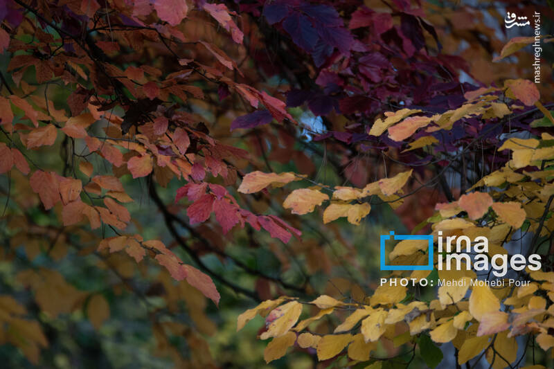 عکس / آخرین قدم‌های پاییز 32