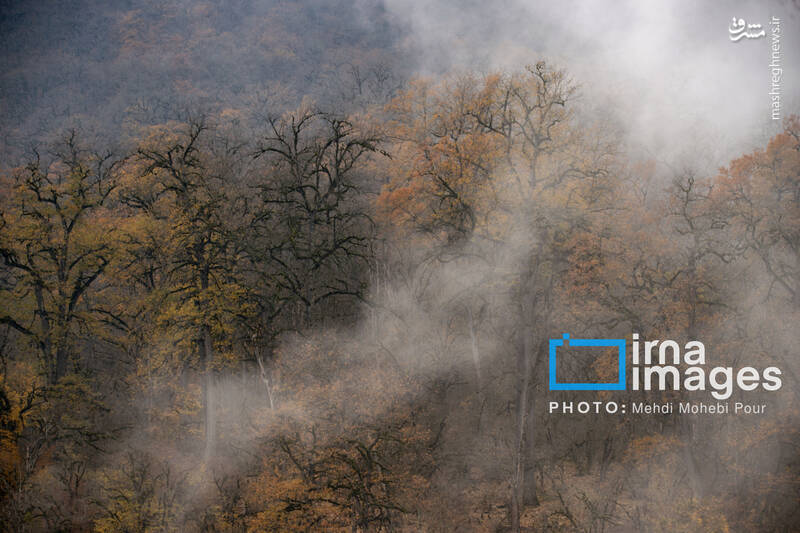 عکس / آخرین قدم‌های پاییز 25