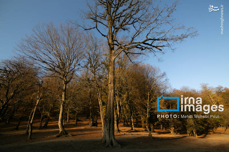 عکس / آخرین قدم‌های پاییز 23