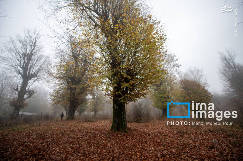 عکس / آخرین قدم‌های پاییز 21