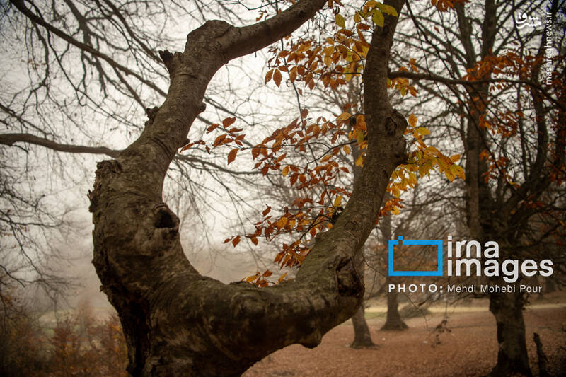 عکس / آخرین قدم‌های پاییز 18