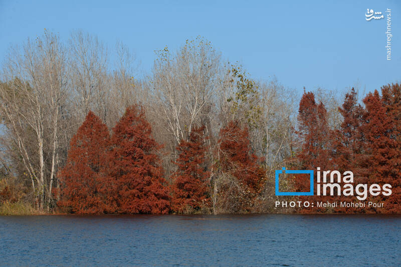 عکس / آخرین قدم‌های پاییز 16