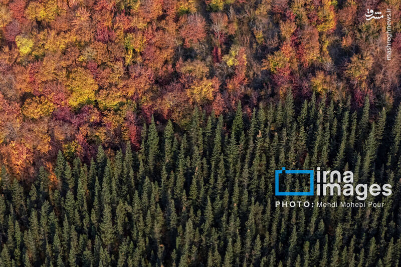 عکس / آخرین قدم‌های پاییز 5