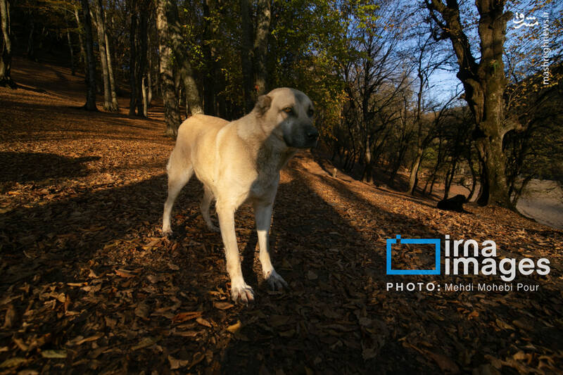 عکس / آخرین قدم‌های پاییز 9