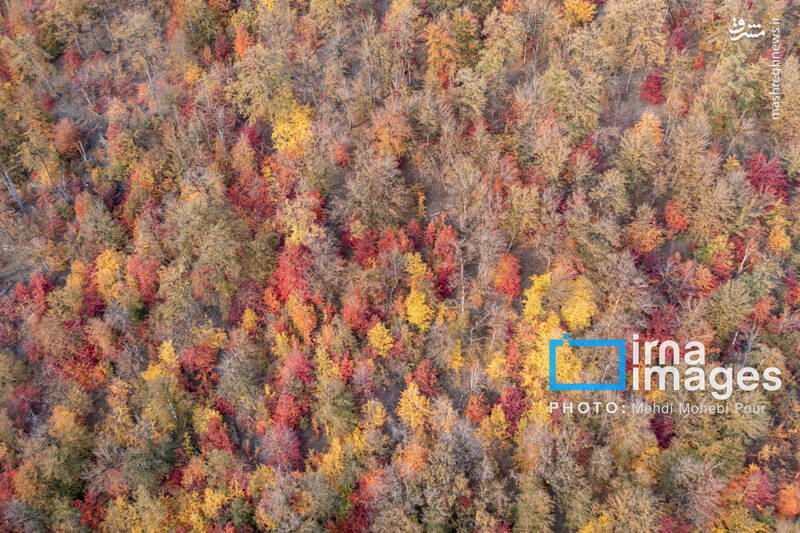 عکس / آخرین قدم‌های پاییز 11