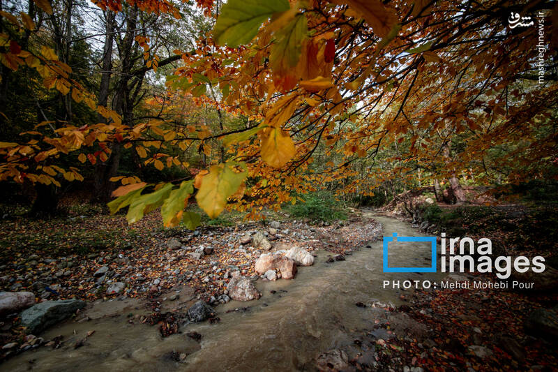 عکس / آخرین قدم‌های پاییز 7