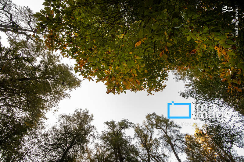 عکس / آخرین قدم‌های پاییز 4