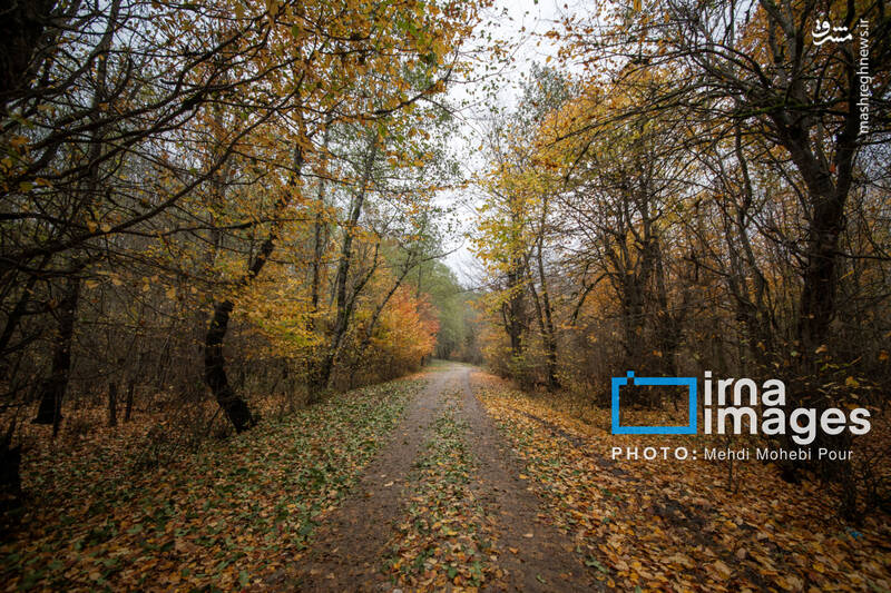 عکس / آخرین قدم‌های پاییز 3