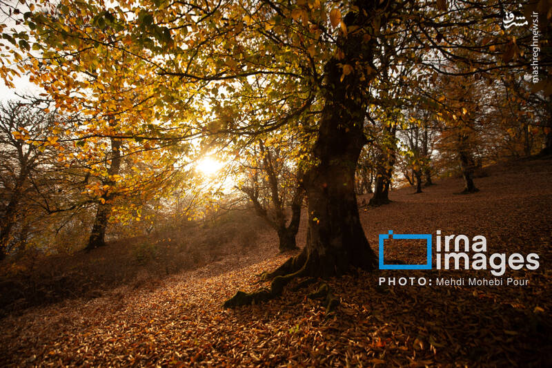 عکس / آخرین قدم‌های پاییز 2